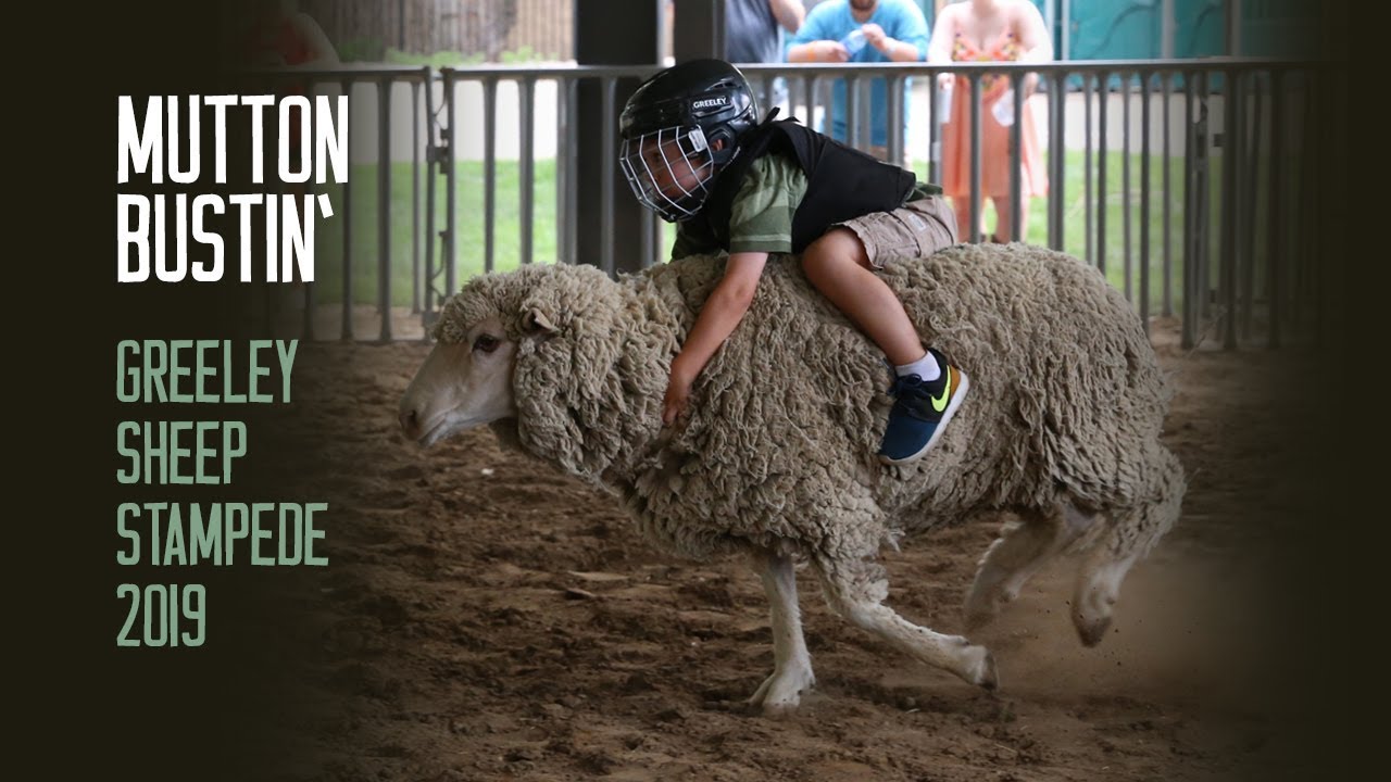 Sheep Stampede / Mutton Busting at the Greeley Stampede - Wreck It | Watch It | Do It
