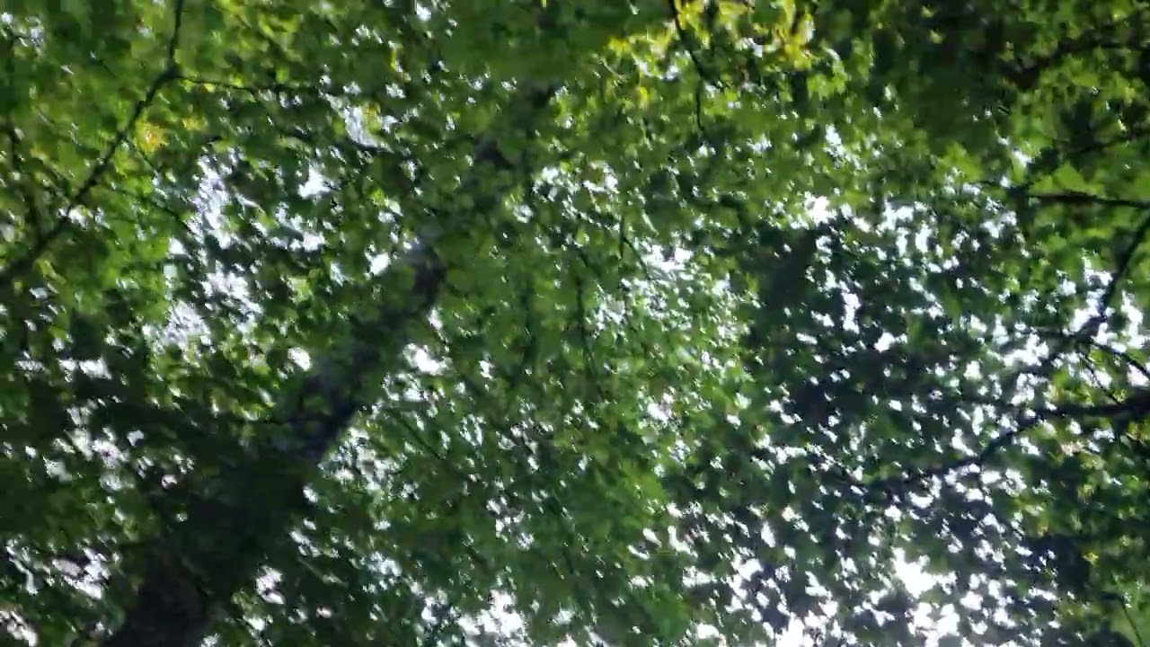 Woodland #glasgow #green #greenscreen #tree #glasgow