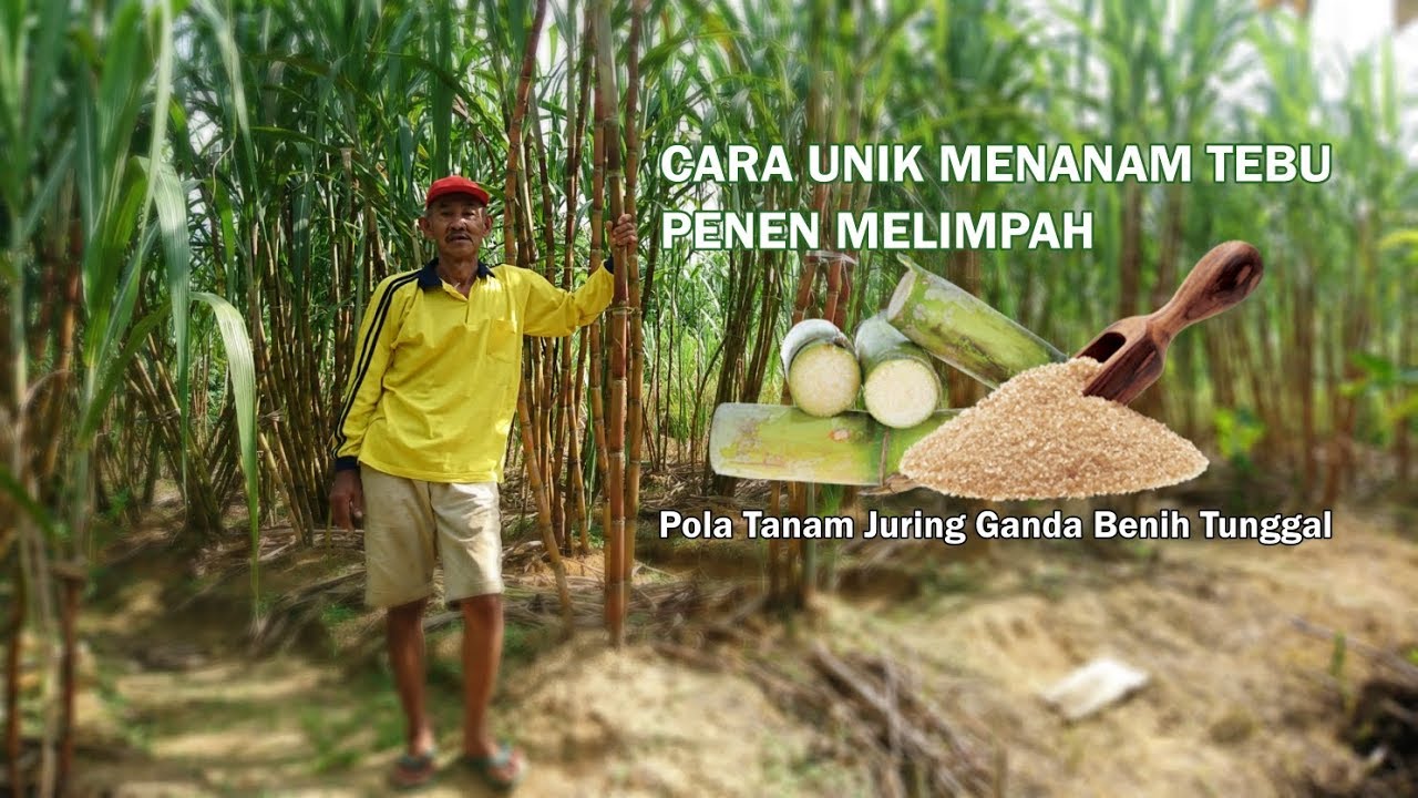 CARA UNIK MENANAM TEBU PANEN MELIMPAH !