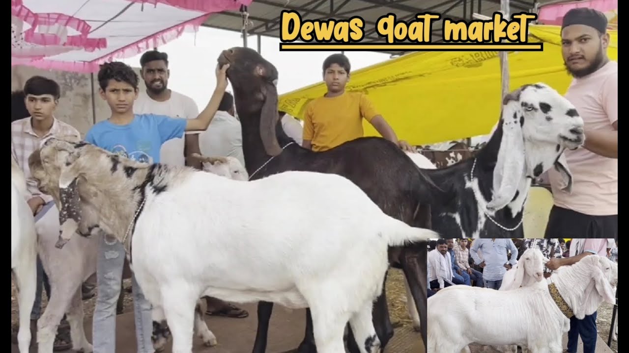 Dewas Bakra Mandi malwa goat market dewas live updet cover with price 6th June 2024
