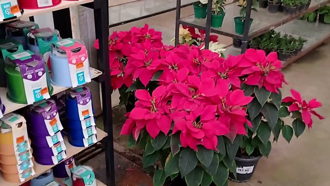 Este é meu parque de diversões !!