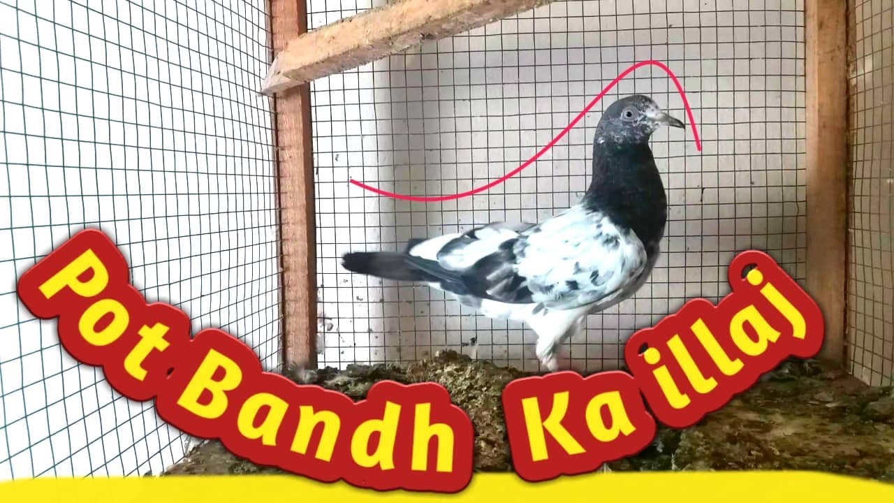 Pot Band Ka illaj [ Hashim Mahmood Pigeons ]