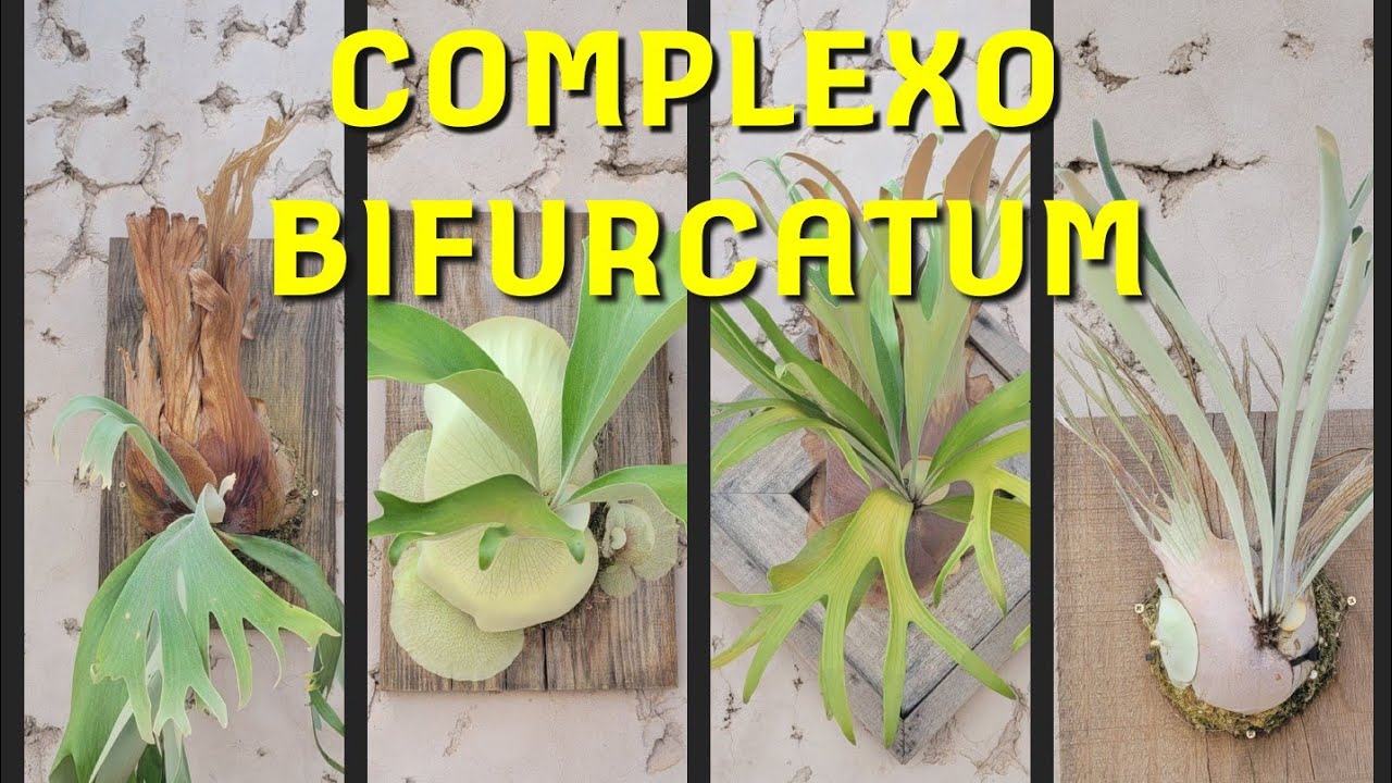 Conheça o Complexo Bifurcatum dos Platycerium