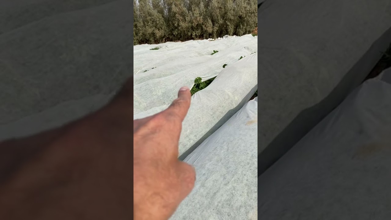 شاش زراعي استخداماته واهميته وكيفية التعامل معه  كوسه باميا   واعتذر الجو حار وماحبيت اعيد الفيديو