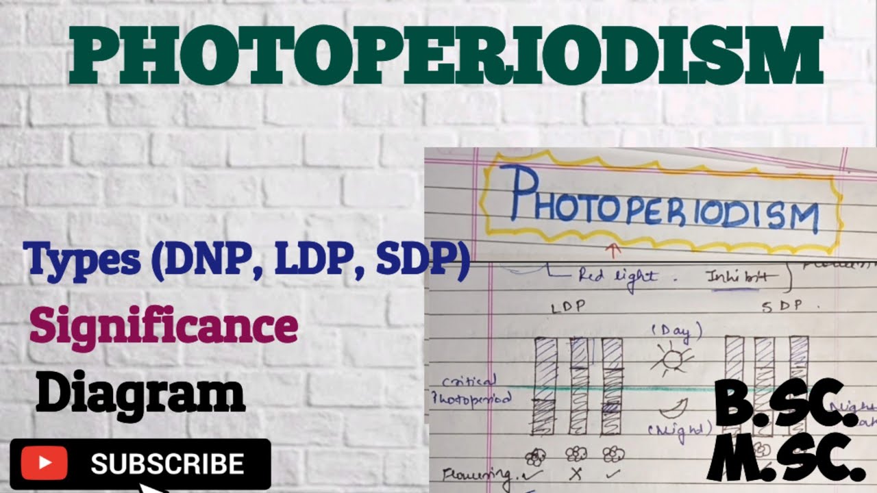 Photoperiodism- Types, Significance|| LDP, SDP and DNP Photoperiodism B.Sc M.Sc Plant physiology
