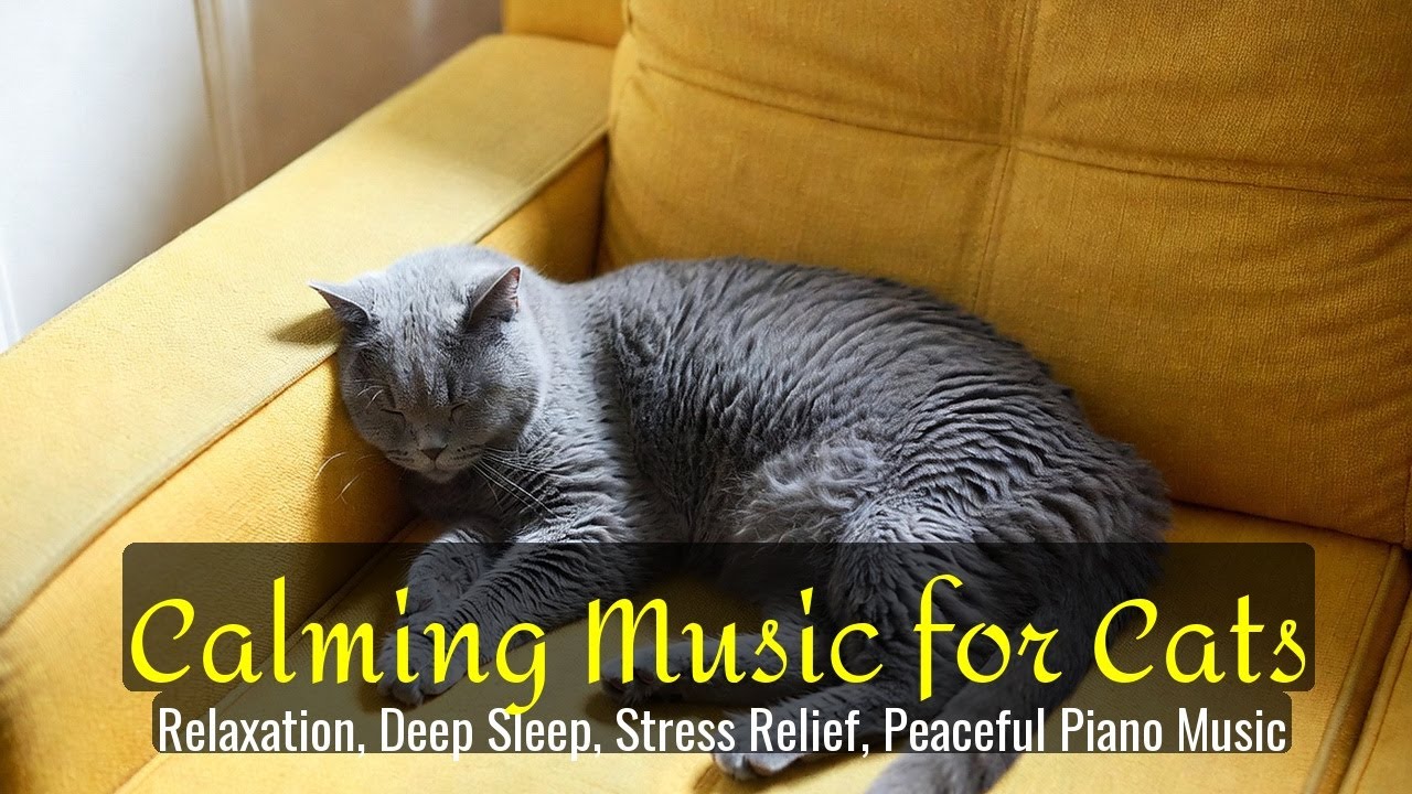 LIVE Cute Sleeping Cat for Mental Reset 😌 | Season 36