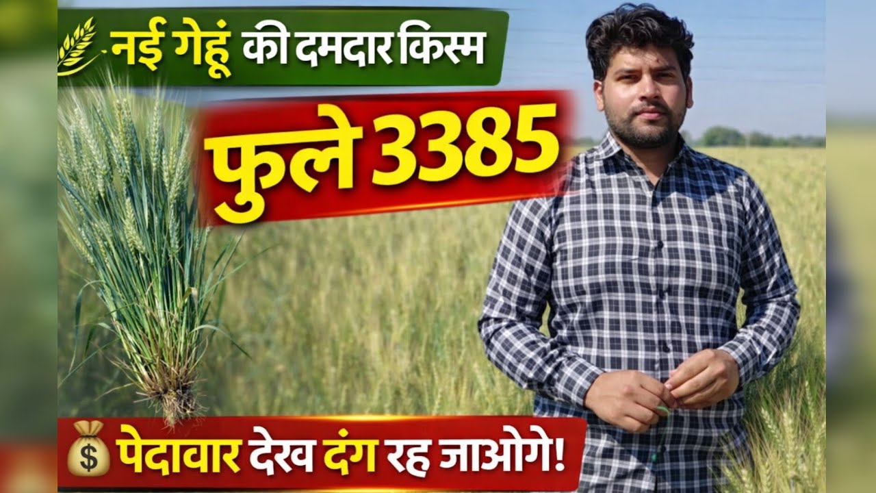 फूले 3385 गेहूं | Phule 3385 Wheat Variety | एक बाली में कितने दाने? पूरी जानकारी #गेहूं #newvariant