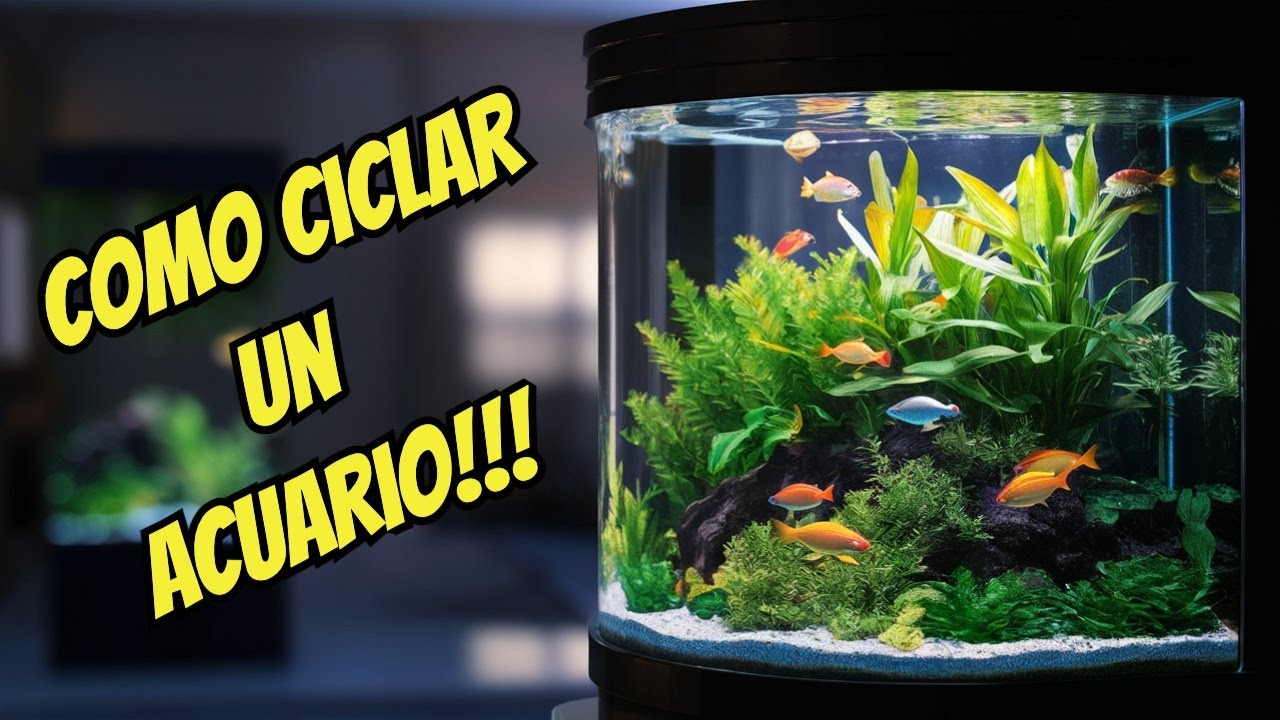 Cómo CICLAR un ACUARIO paso a paso 🐠 | La clave para un acuario saludable
