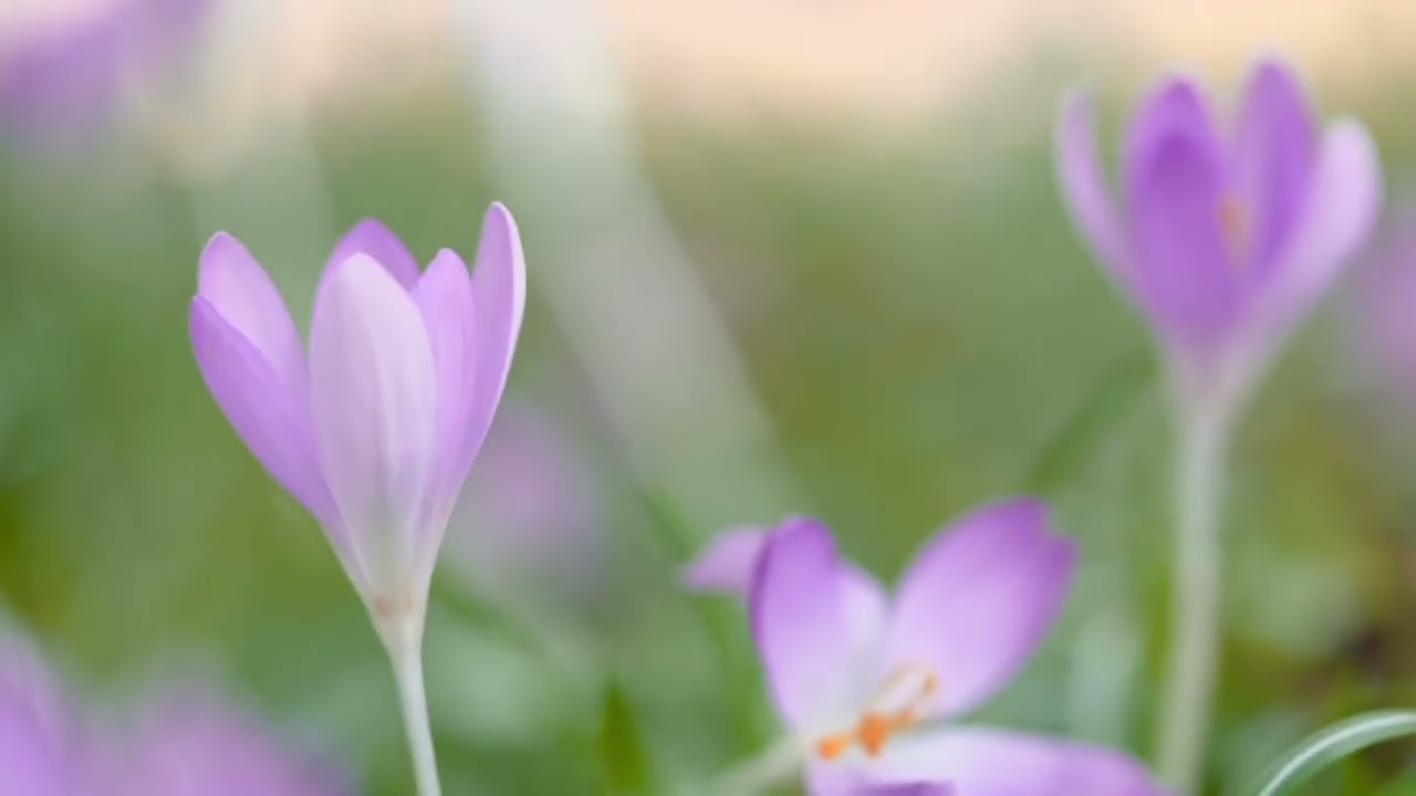 أصداء الروح – الجزء الثاني الفصل التاسع: الحِلْمُ — الترفُّع عند الغضب والأذى