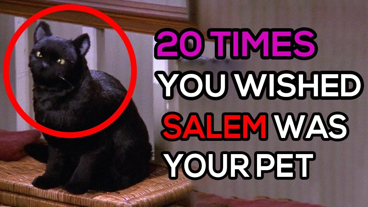 20 Times You Wished Salem Was Your Pet