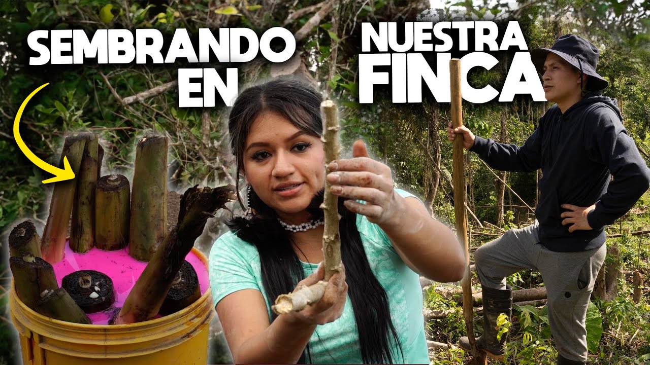 SEMBRAMOS PLATANOS EN NUESTRA FINCA | Nathaly Pirish