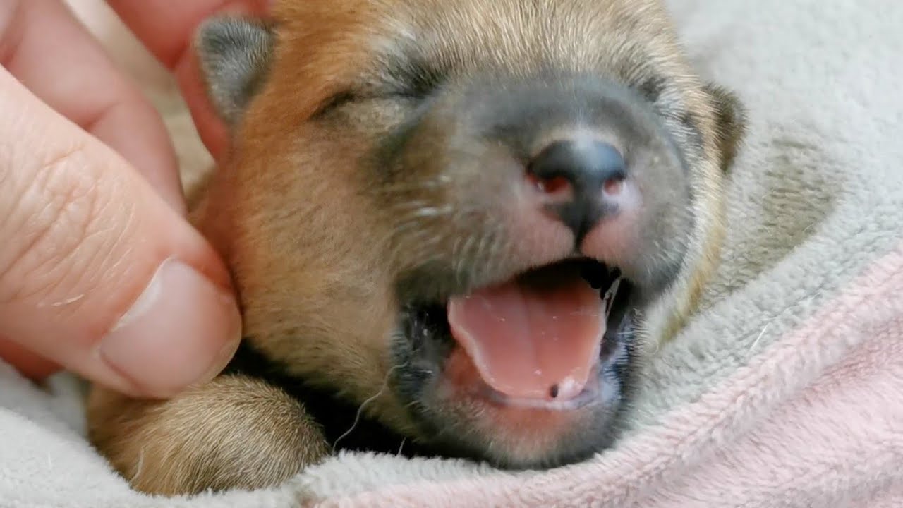 Tiny Potat Has Nightmares 😘😖