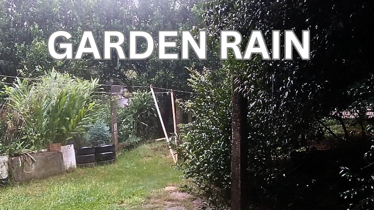 Rain on Green Leaves: 100% Real Footage for Study & Day Napping
