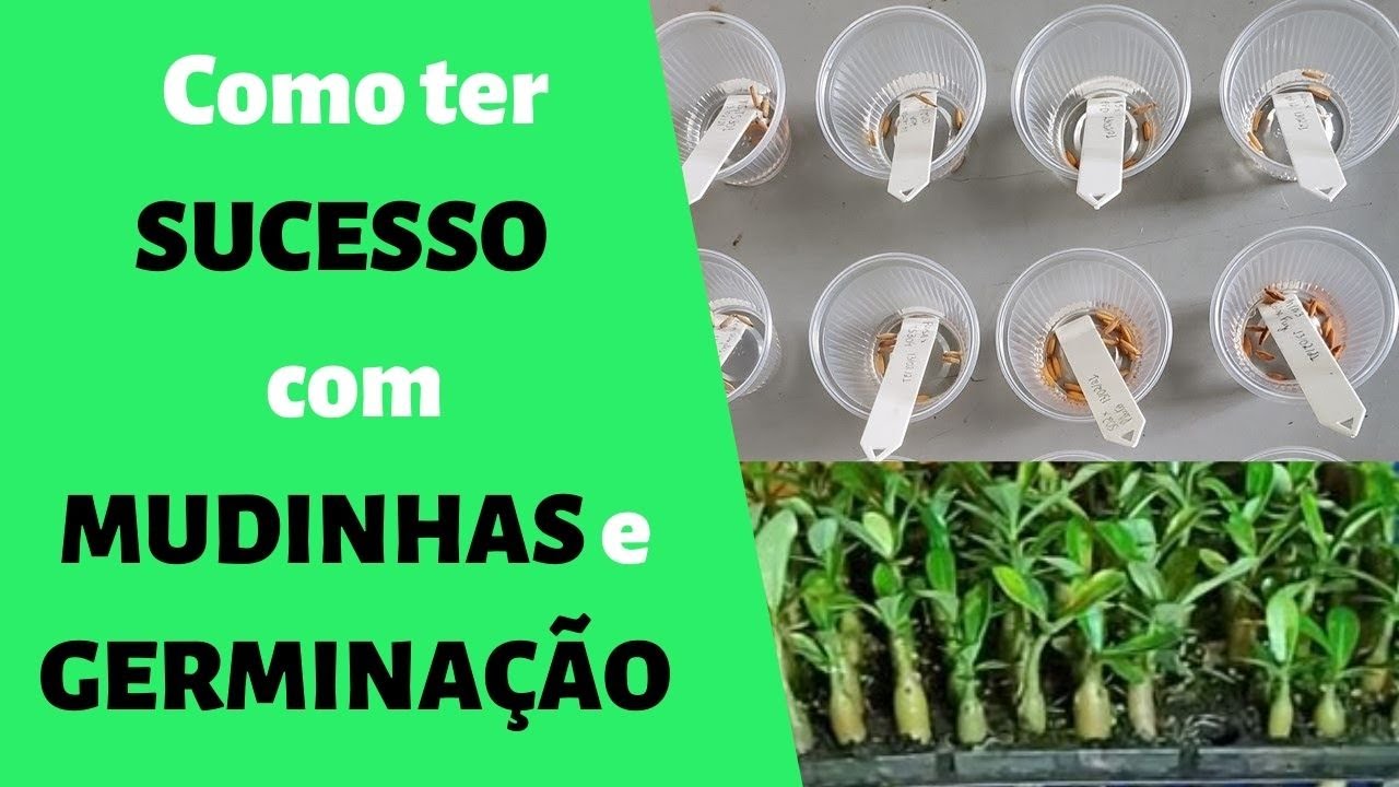 Rosa do Deserto: Os segredos para ter MUDINHAS PERFEITAS