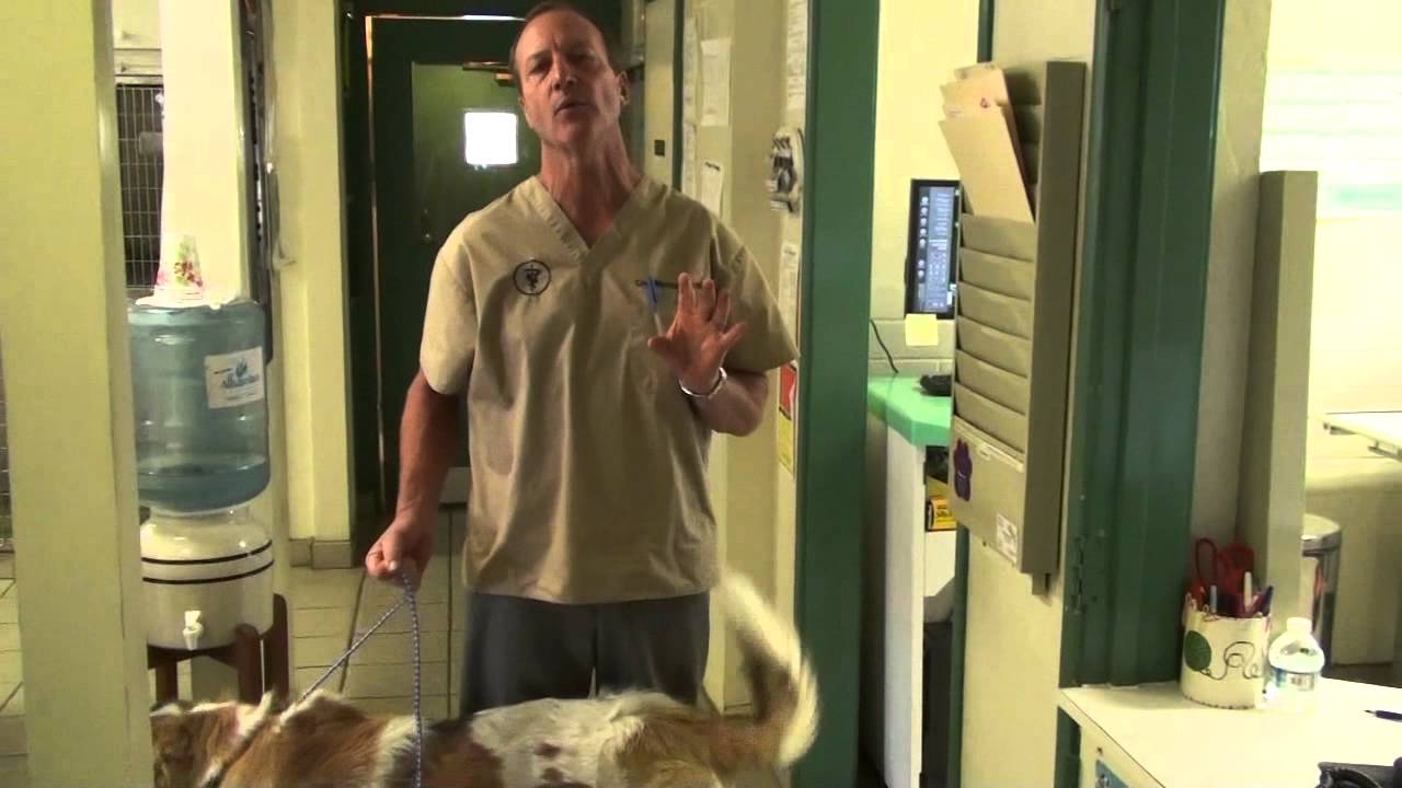 How to Tell if Your Dog Has Broken It's Leg