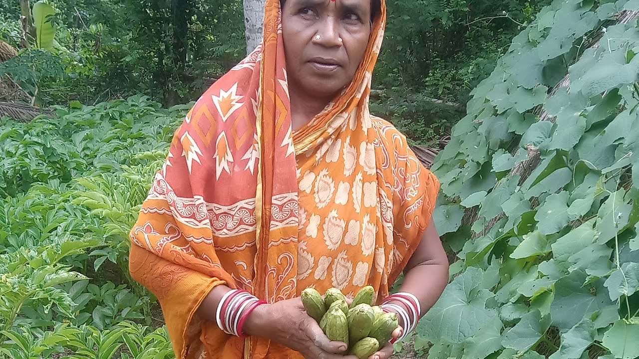 Mother inlow pick the ridge gourd 