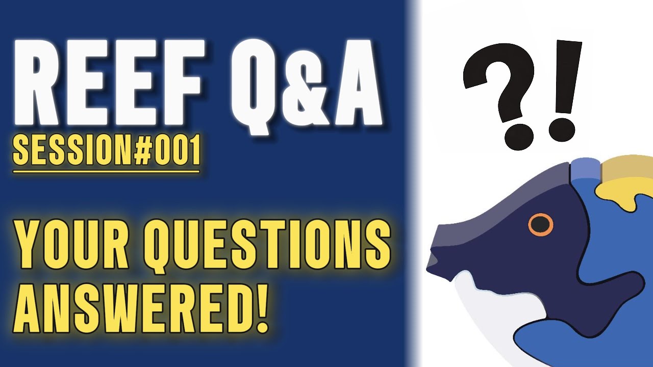 Leonardo's Reef | Reef Q&A | Session #001