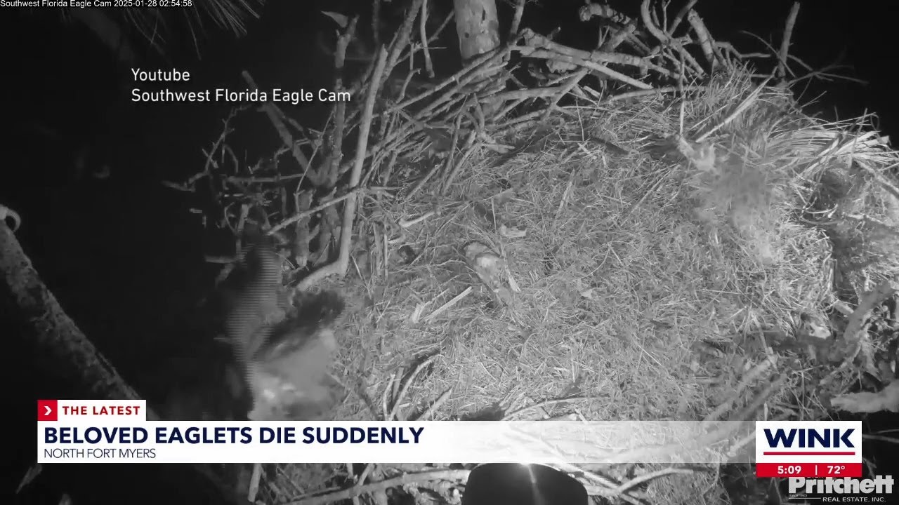 Second-born member of SWFL eagle family dies