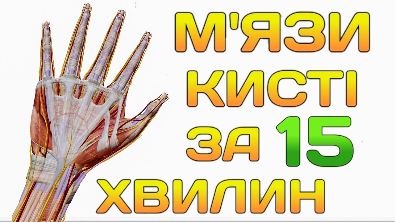 м'язи кисті анатомія