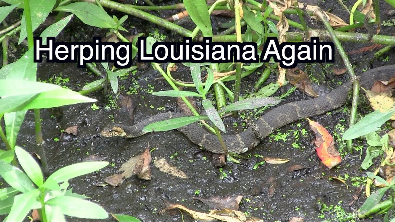 Herping Louisiana Again!
