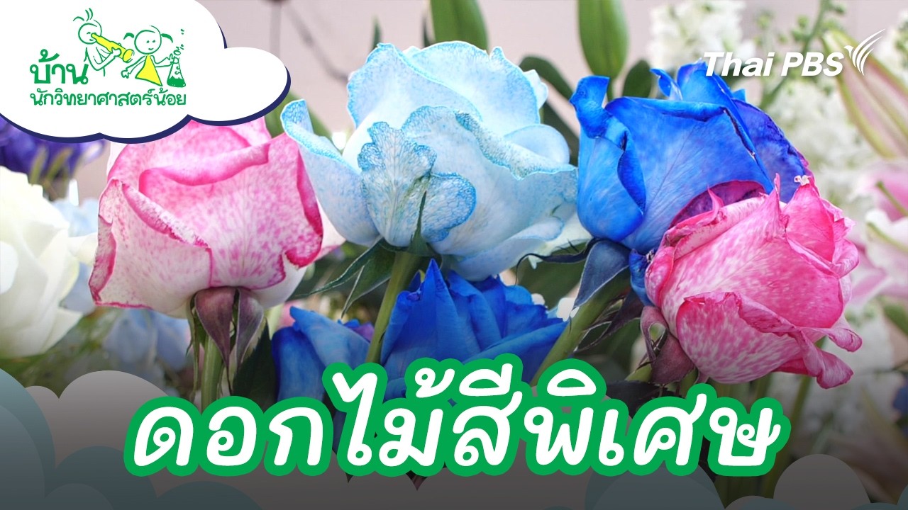 ดอกไม้สีพิเศษ | บ้านนักวิทยาศาสตร์น้อย