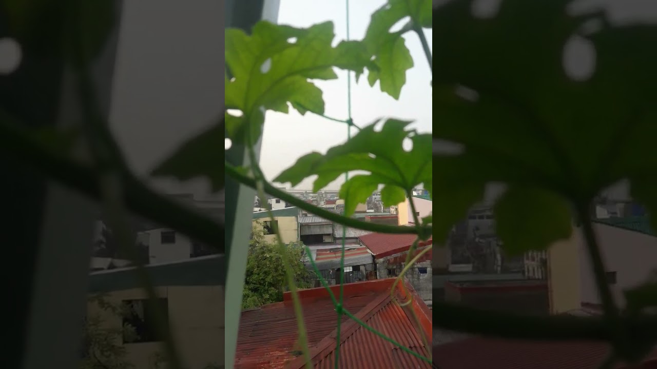 my rooftop garden /growing mulberry  / pwedi pala