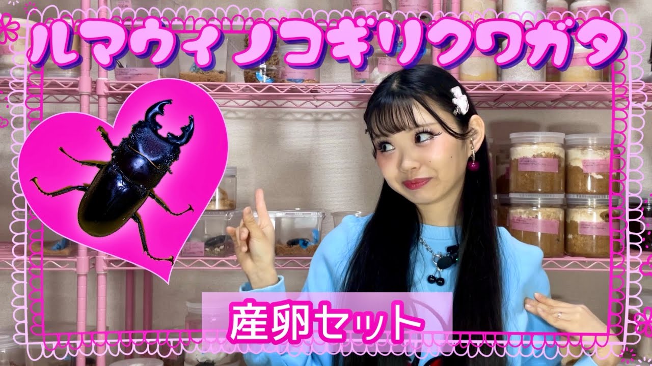 ルマウィノコギリクワガタの産卵セット組んでみた🫶
