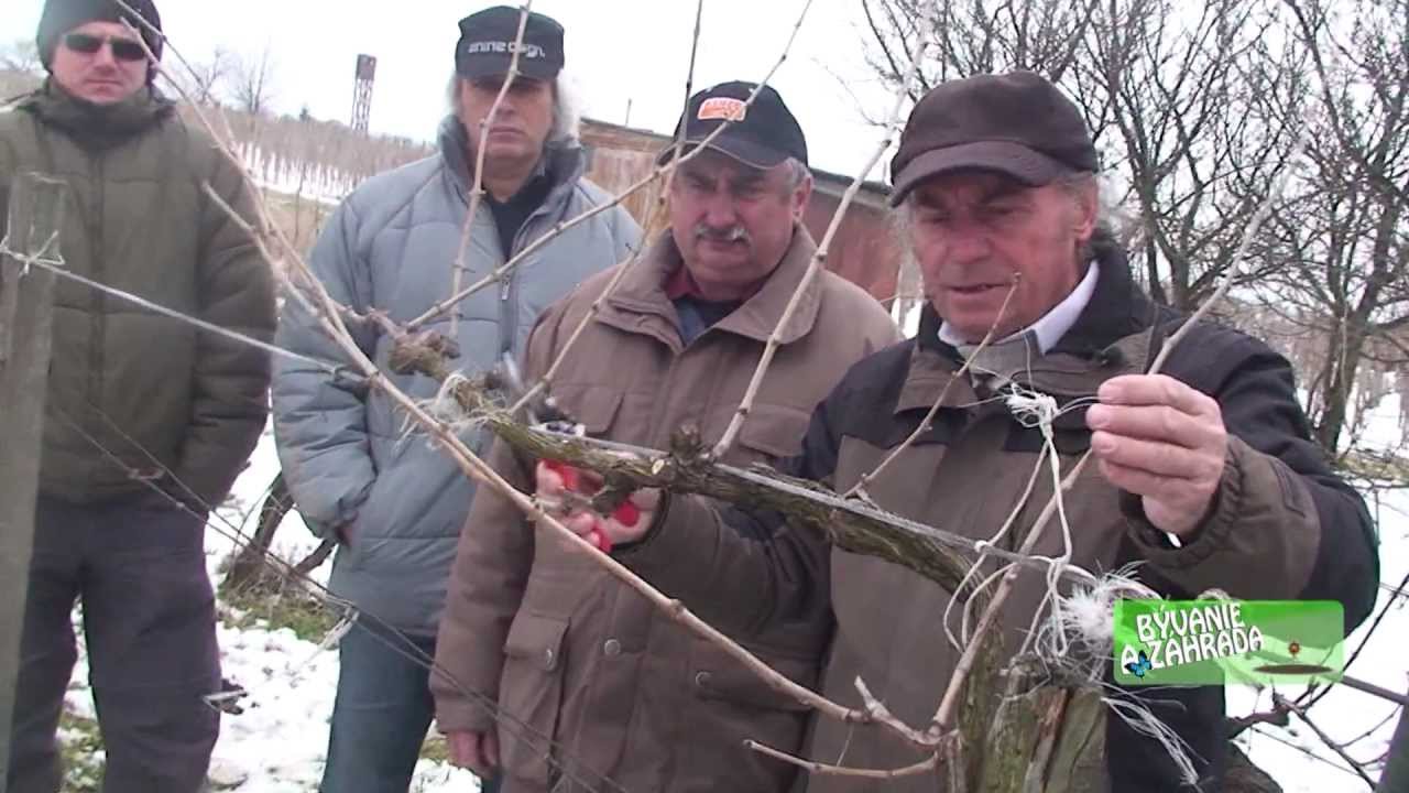 Bývanie a Záhrada špeciál - rez viniča