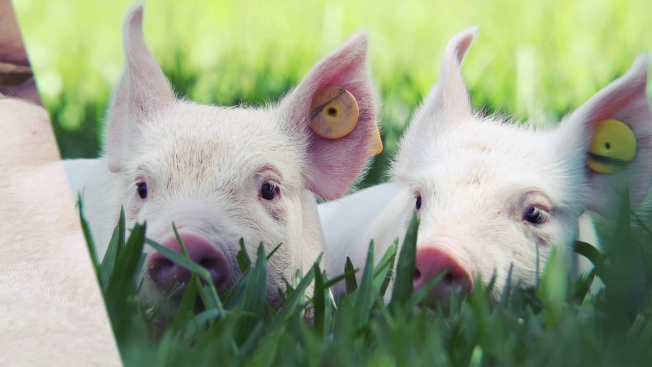 Topigs Norsvin - a granja mais moderna da América Latina