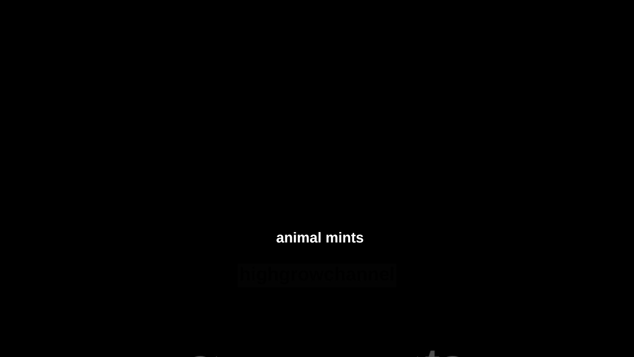 animal mints #19 #grow #dokumentation