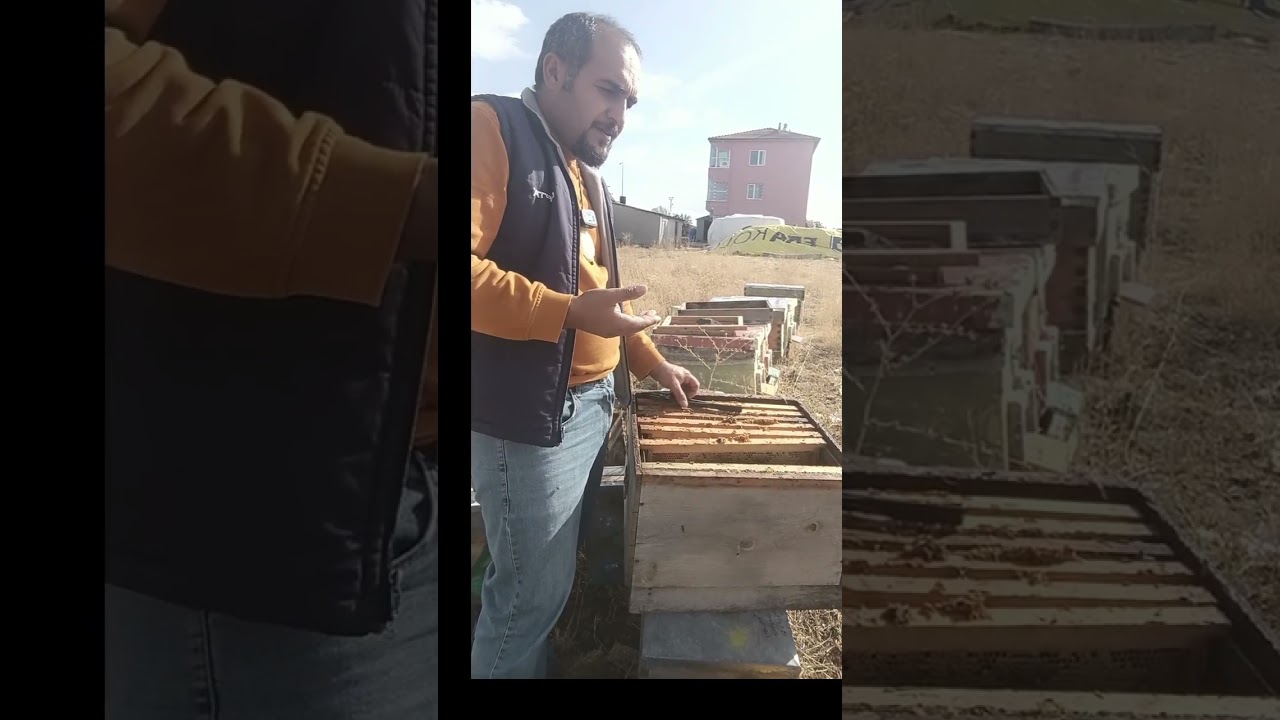 Arıcılık Yapmak için Nasıl bir arı alınmalı? 