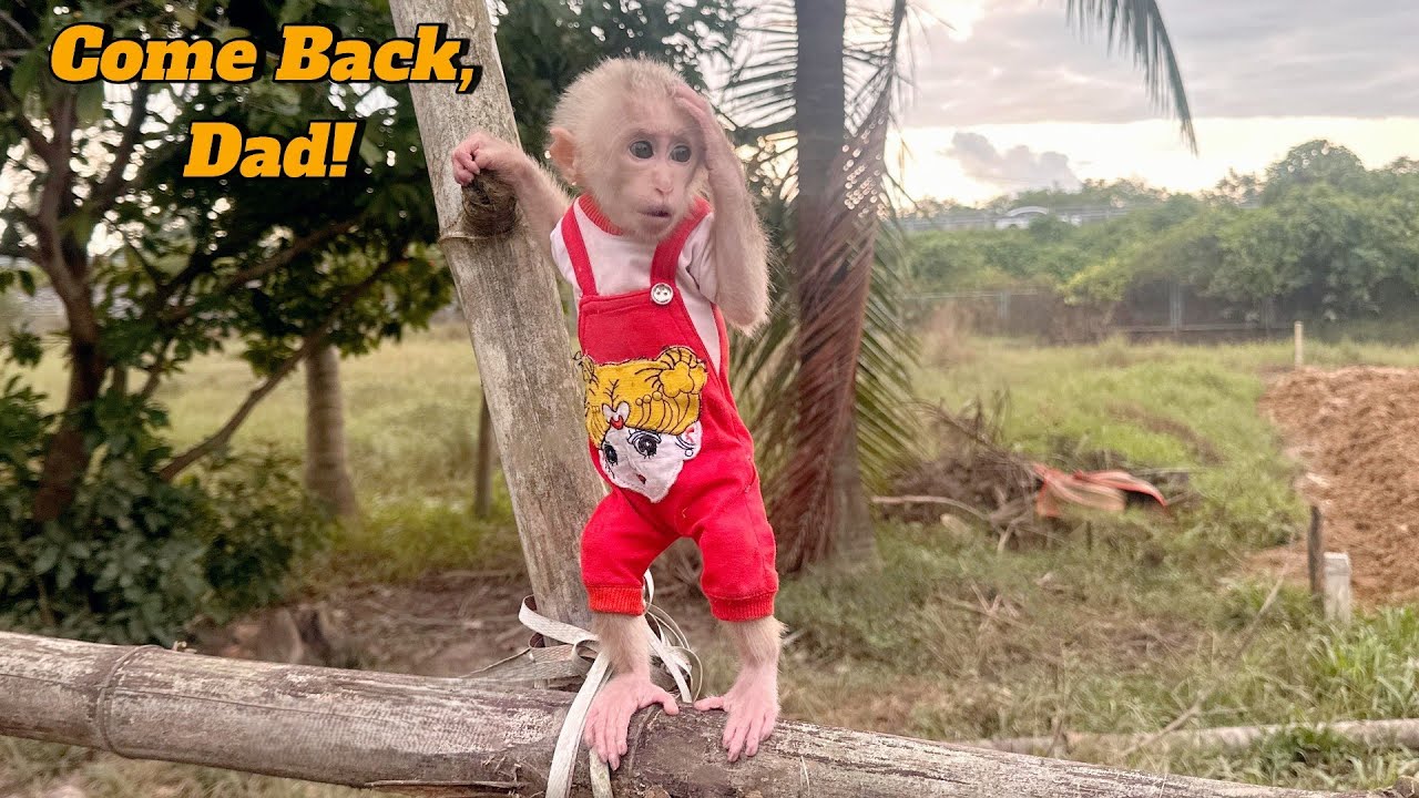 Baby Monkey Lulu Is So Impatient She Runs Around Waiting for Dad and Bi.