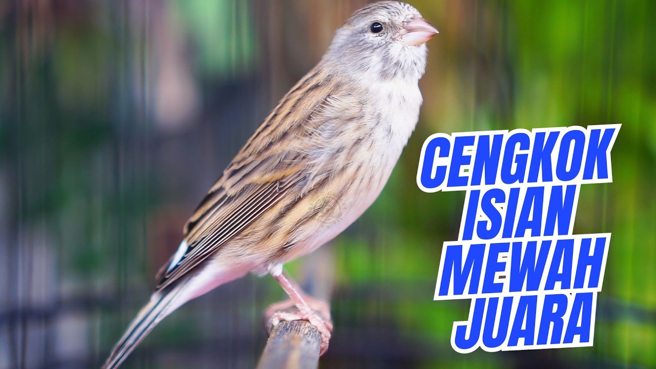 JUARANYA BIKIN ISIAN MEWAH - MASTERAN KENARI ISIAN BLACKTHROAT GACOR DURASI PANJANG MUDAH MASUK