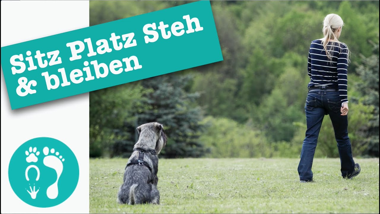 Sitz Platz Steh & bleiben