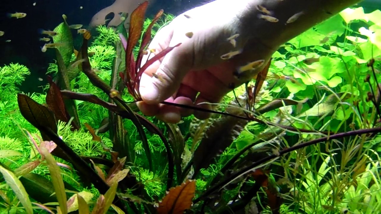 Echinodorus fajok (low tech növénykalauz)