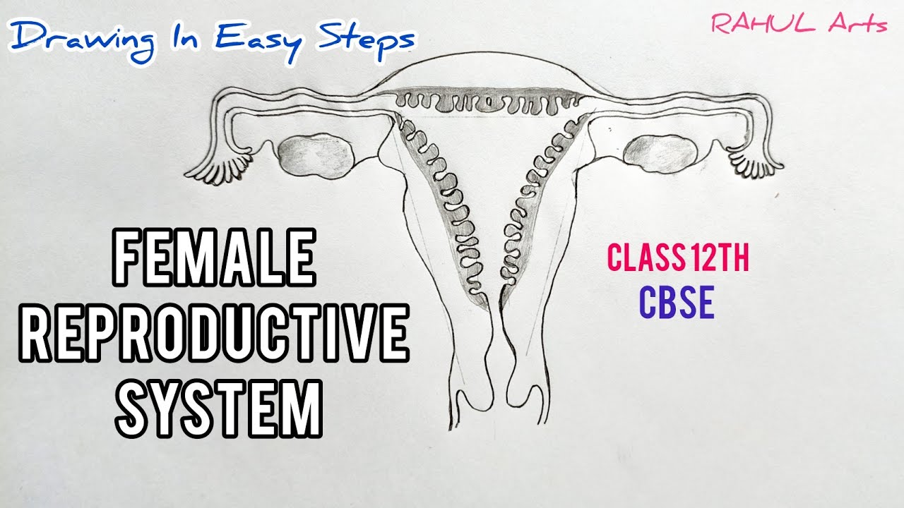How to draw Female Reproductive System in easy steps