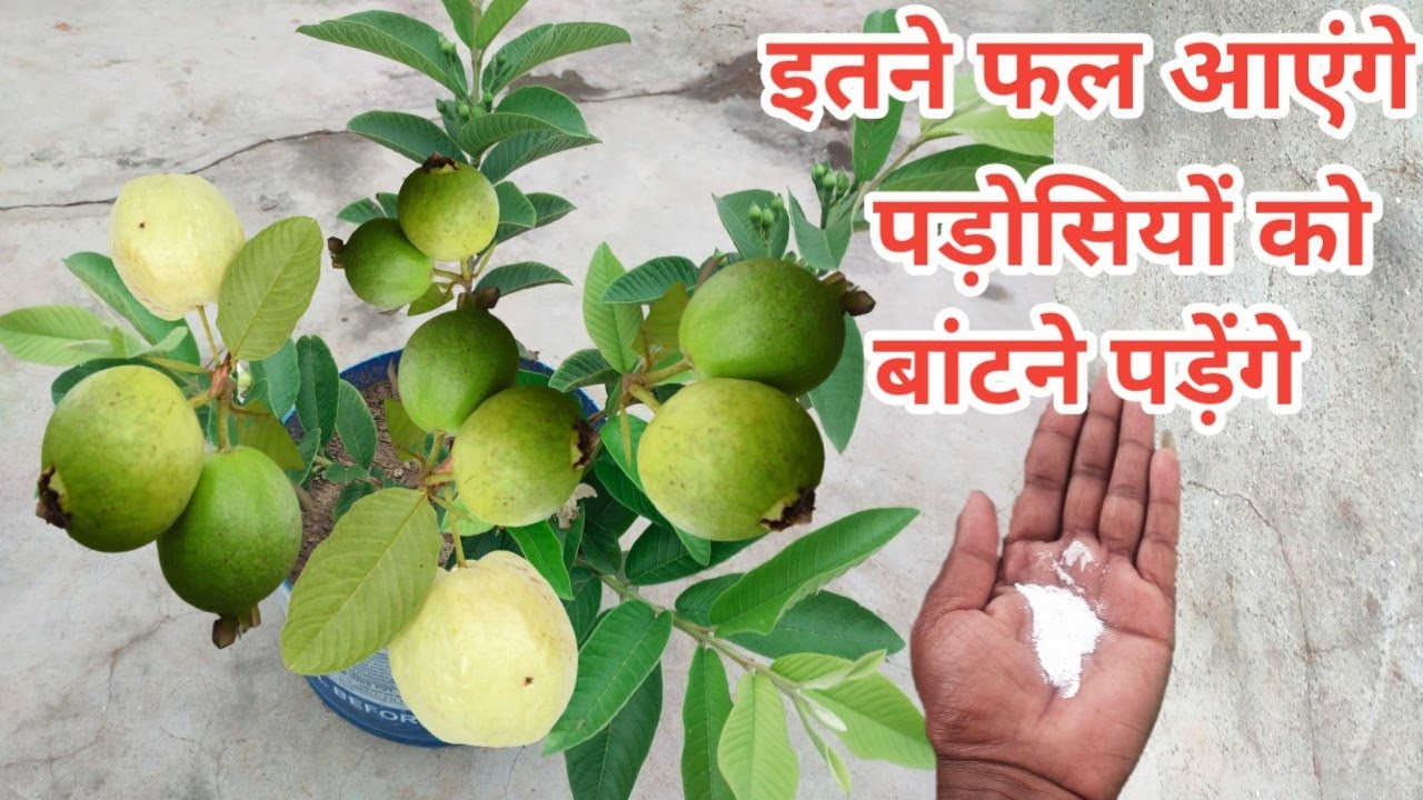 अमरुद के पौधे में एक बार यह चीज डाल दो इतने अमरुद आएंगे पौधे में पड़ोसियों को बांटने पड़ेंगे