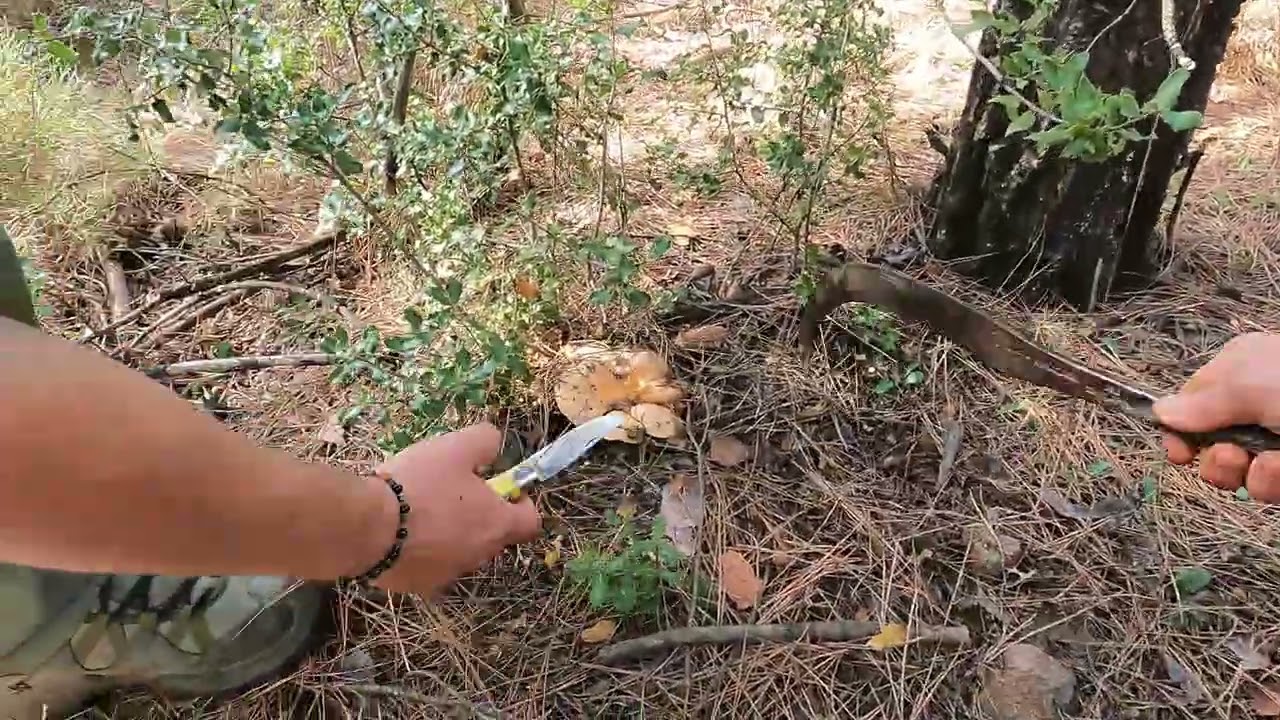 Herkesin Konuştuğu Çıntar Avcısı Kanlıca Mantarı topladık. Denizli village life  köy hayatı
