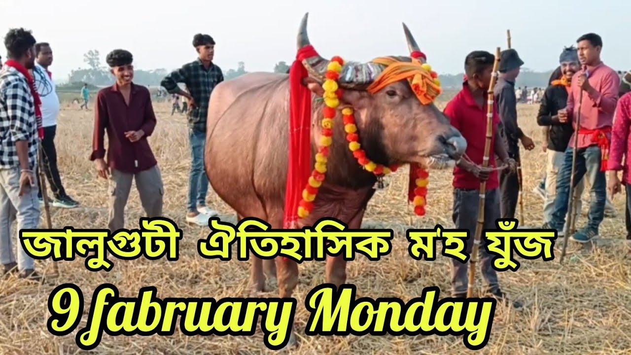 জালুগুটী ঐতিহাসিক ম'হ যুঁজ খনি।।🔥9 fabruary সোমবাৰে সকলো ৰাইজক নিমন্ত্ৰণ জনালোঁ।।।
