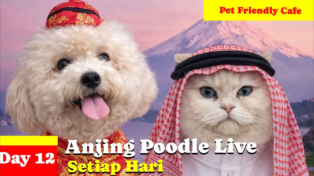 JOY POODLE is live!