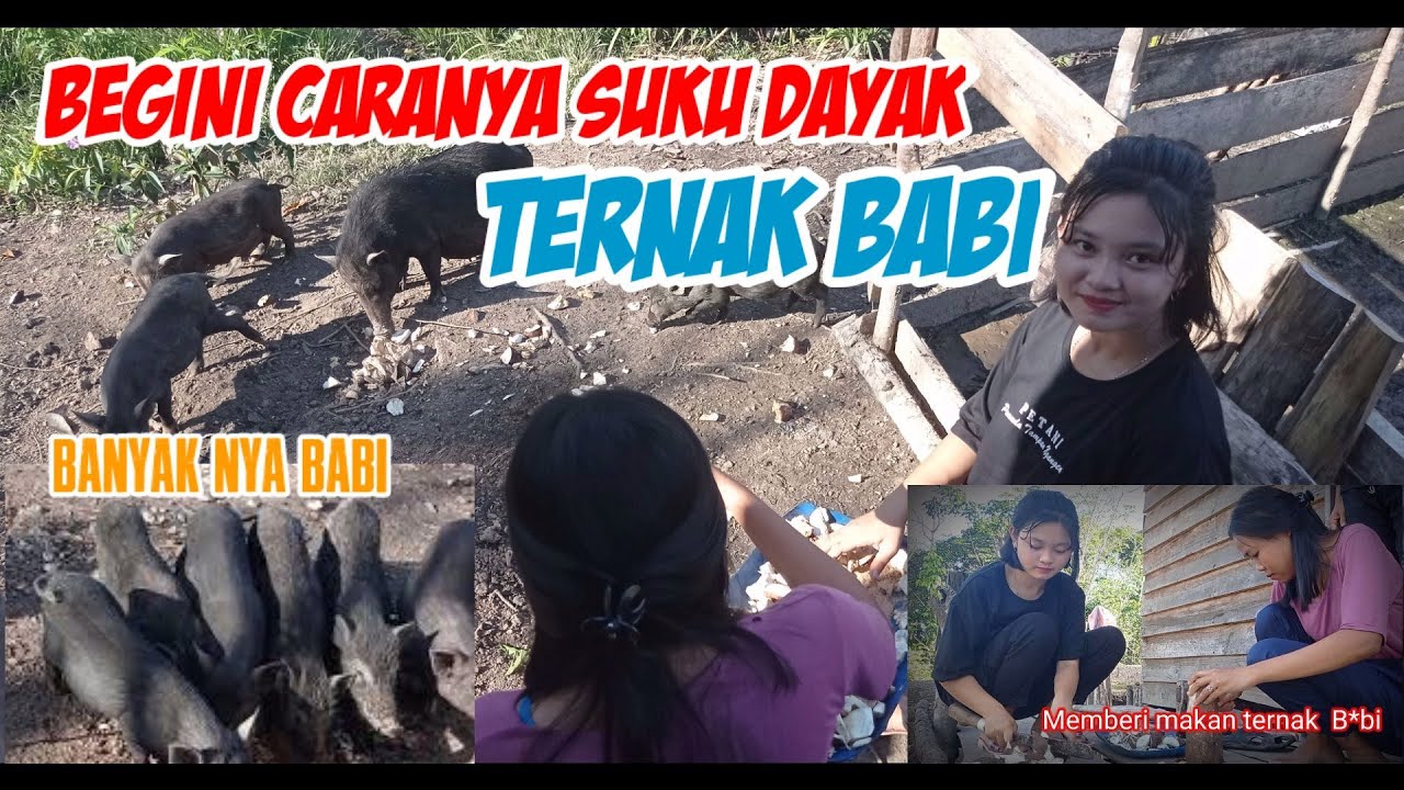 Wanita Dayak Memberi Makan ternak Babi