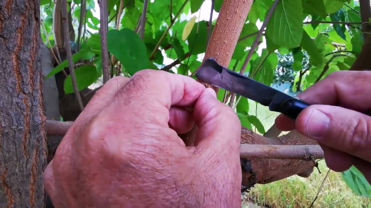 Secondo video. Innesto a T rovesciata di un gelso. Tutti gli innesti a gemma dormiente.