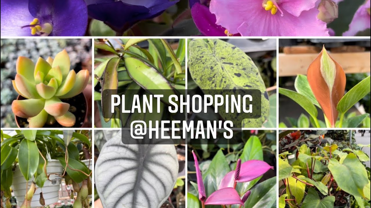 Plant shopping @ Heeman's (Hoya, Philodendron, Succulents, alocasia and more)￼