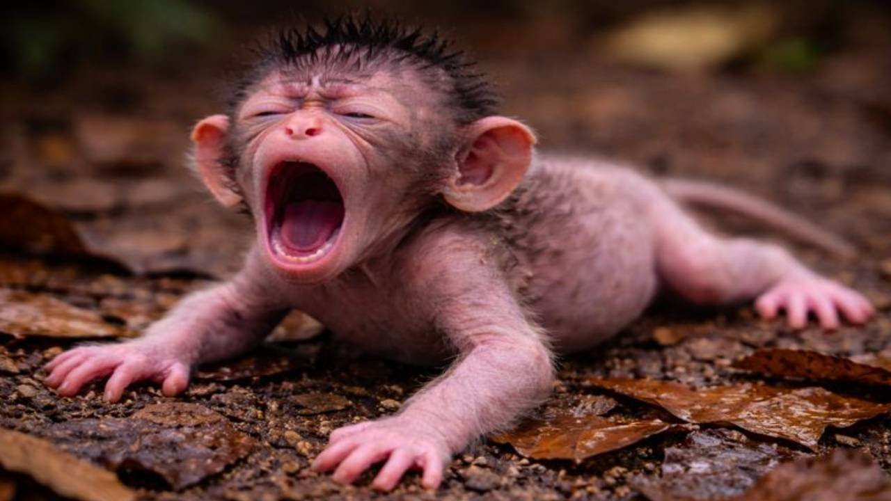 🔴 LIVE: Unbelievably Cute! Baby Monkey’s First Walk 💞🐒