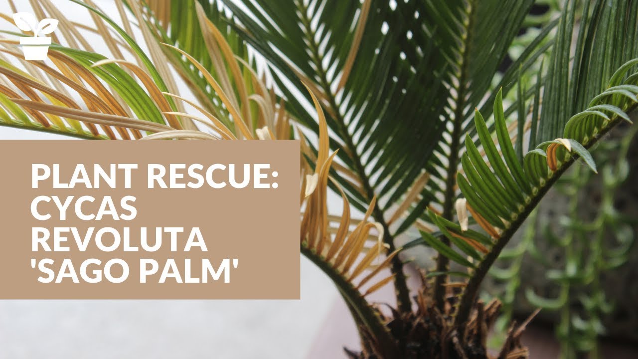 Plant Rescue: Cycas Revoluta 'Sago Palm' | Sago Palm Care