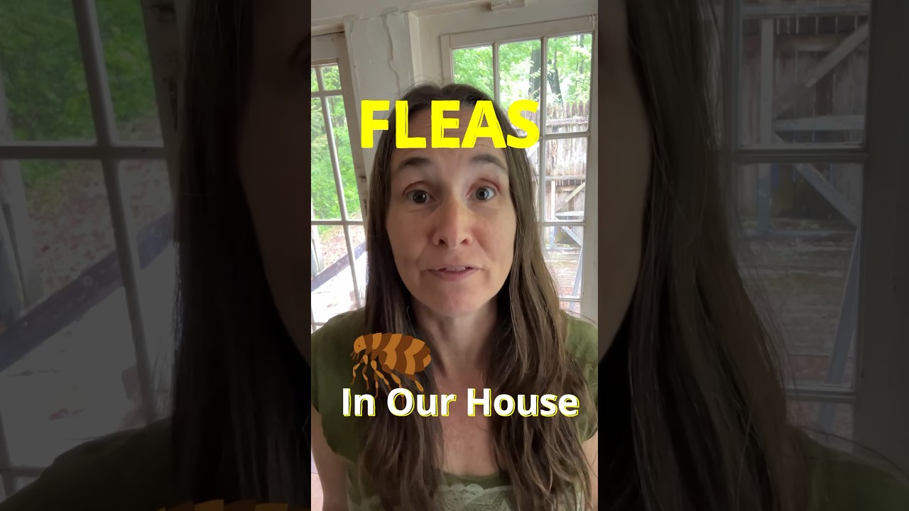 FLEA problem SOLVED for $110!!! #shorts #pestcontrol #diatomaceousearth