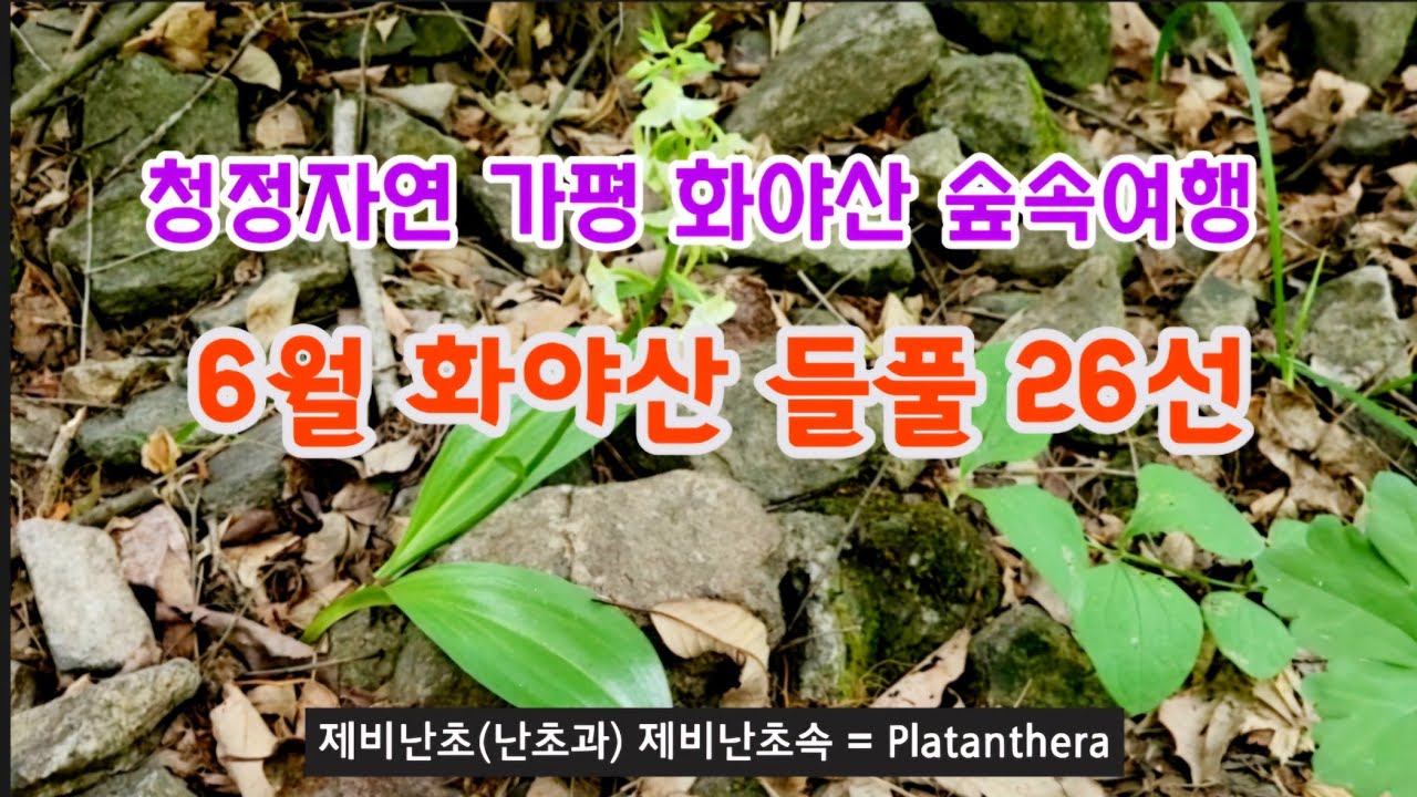 들풀 - 6월 청정자연 가평 화야산 들풀 26종류 해설