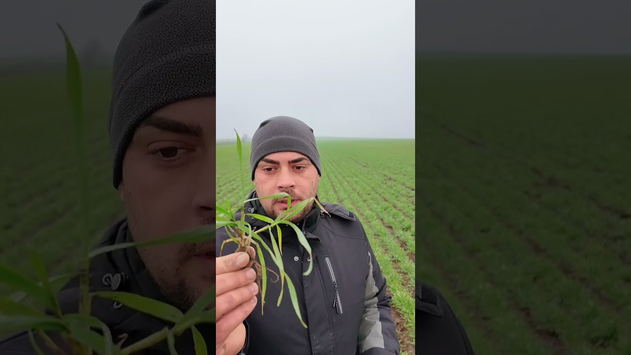 Cum putem să ne creștem producția de gr&acirc;u ? #agrifuture #farming #agro #mercadoagricola #agricultura