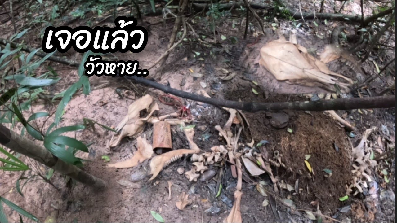 เหลือแต่ชาก เจอแล้ววัวบ่าวสิน18 กันยายน ค.ศ. 2025