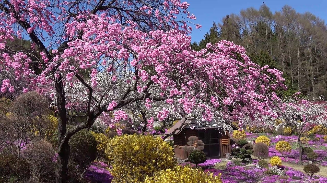 20200419_[4K]芝桜と花桃のコラボレーション！(辰野町)